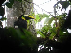 Stunning but elusive Chocó Toucan, Mindo