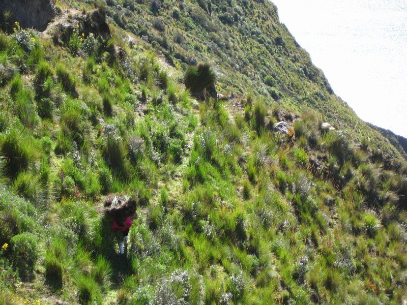 Collecting thatching grass from the edges of the caldera