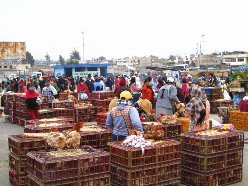 Live poultry, Saquisilí market