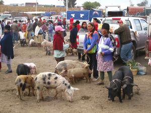 Saquisilí market - the livestock section!