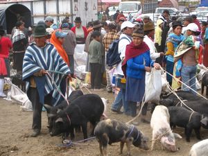 Farmers selling their beasts, Saquisilí market