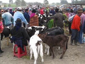 Calves for sale, Saquisilí market