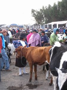 Saquisilí market - cow section...