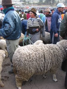 One very large sheep for sale...Saquisilí market