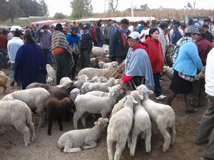Lambs for sale, Saquisilí market