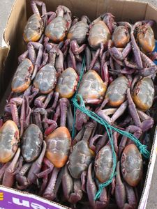 Live crabs, Saquisilí market