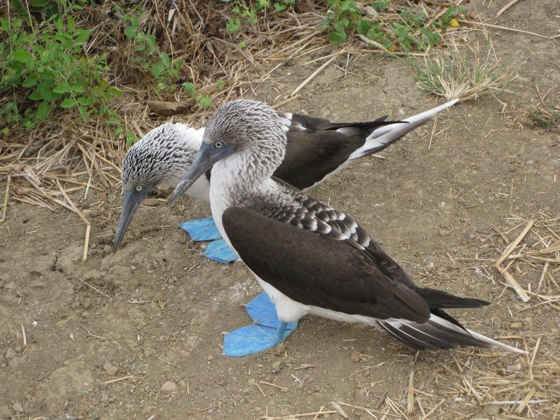 Blue-footed boobies, Isla de la Plata