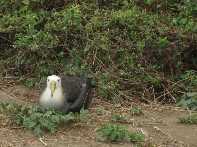 Critically-endangered waved albatross, Isla de la Plata