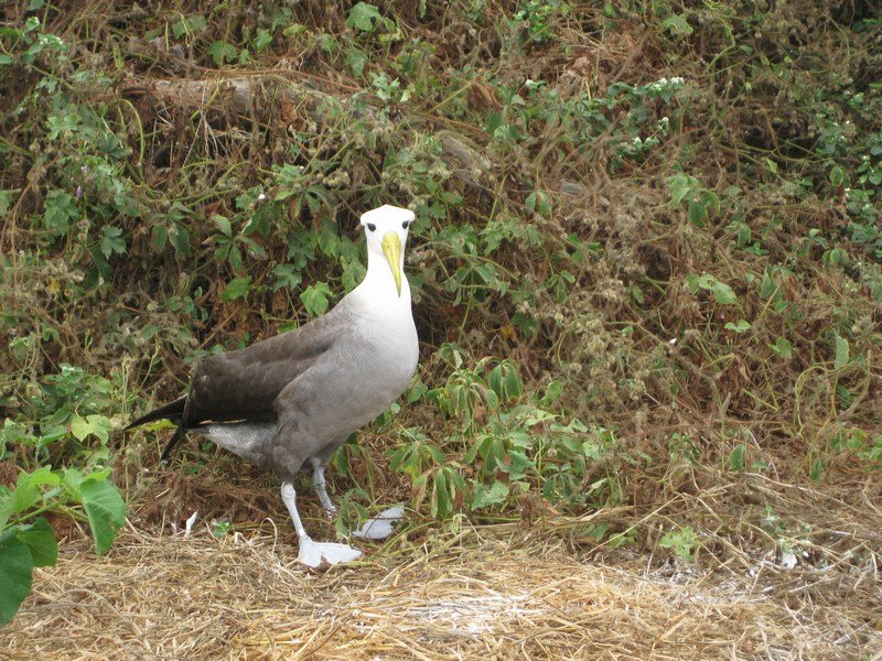 Waved albatross, Isla de la Plata
