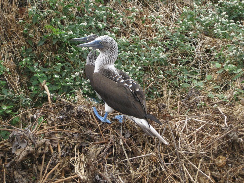 Blue-footed booby, Isla de la Plata