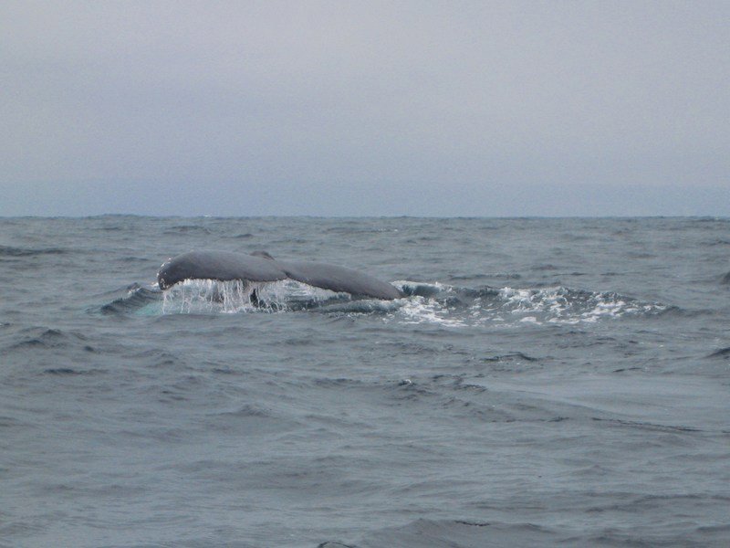 Humpback whale diving, off Isla de la Plata