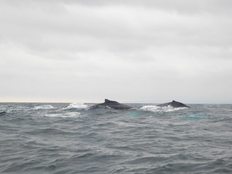 Humpback whales off Isla de la Plata