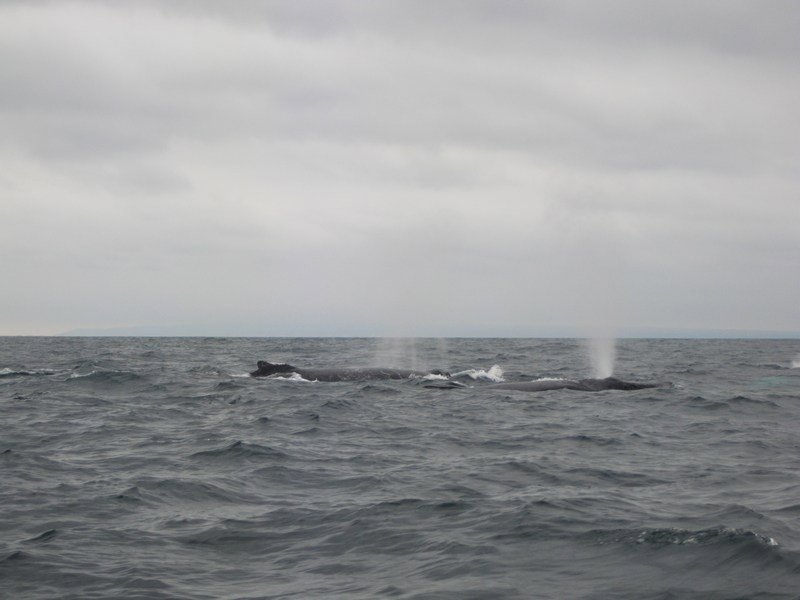 Humpback whales off Isla de la Plata