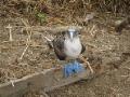 Adorable! Blue-footed booby, Isla de la Plata