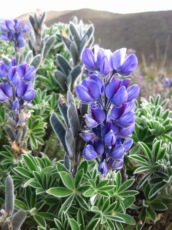 Lupins on the slopes of Rumiñahui