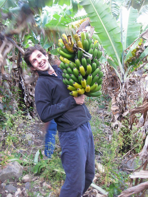 Lots of bananas for pudding at the farm