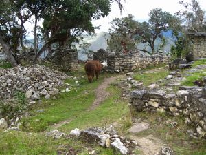 Llama grazing among the ruins at Kuélap