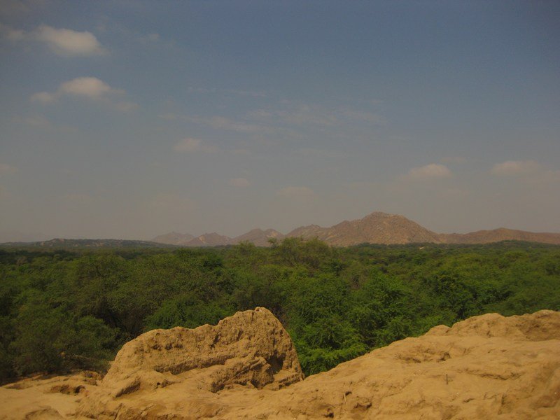 Equatorial dry forest dotted with Sicán pyramids