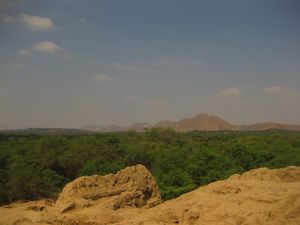 Equatorial dry forest dotted with Sicán pyramids