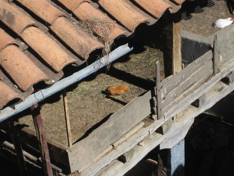 Locals often raise guinea-pigs in the roof of their houses!