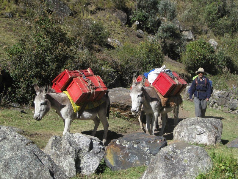Supply donkeys coming through