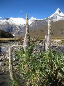 Andean lupins, Artesonraju in the distance