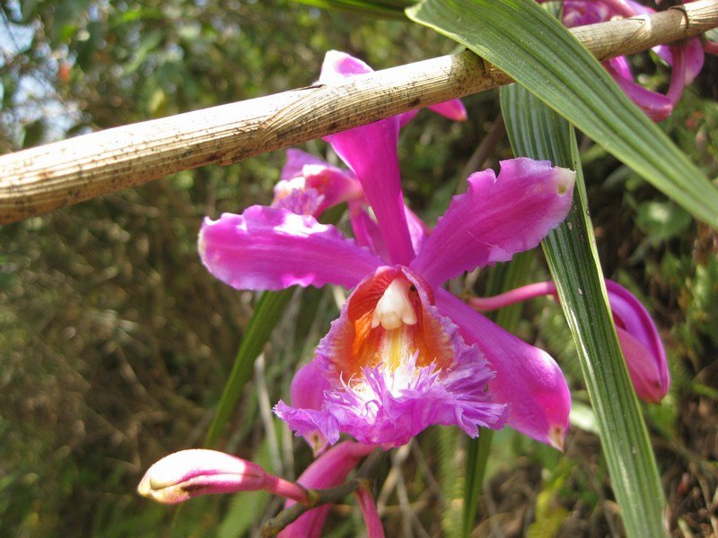 Wild orchids on the Salkantay Trek
