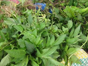Andean herbs for sale, Chinchero market