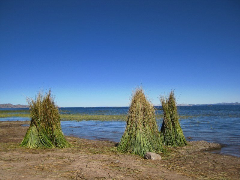 Totora reeds by the lakeside