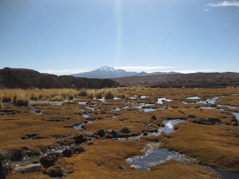 "Bofedales" or wetlands near the Cordillera de los Lípez