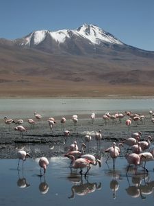 Flamingos in one of the region's many altiplanic lakes