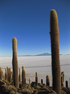 Cacti, Isla Incahuasi, Salar de Uyuni