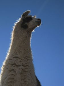 Handsome llama, Isla Incahuasi