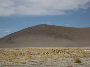 Flock of vicuñas on the altiplano