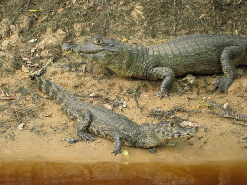 Jacarés in the Pantanal