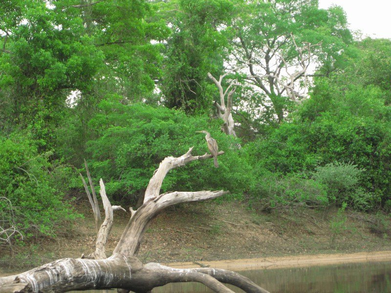 Pantanal birdlife