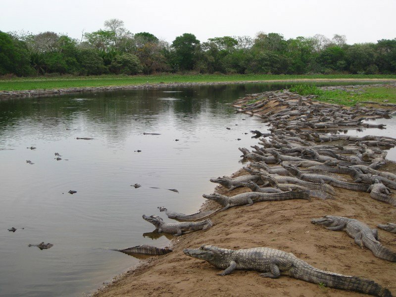 Jacarés aplenty in the Pantanal