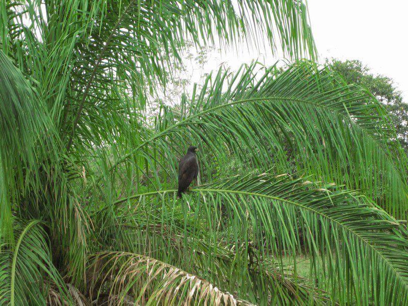 Birdlife in the Pantanal