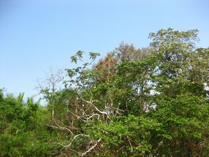 Cerrado in the Pantanal
