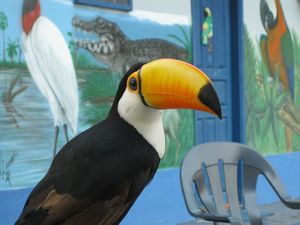 Tame toucan, Pantanal