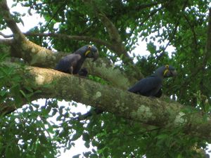 Endangered hyacinth macaws, Pantanal