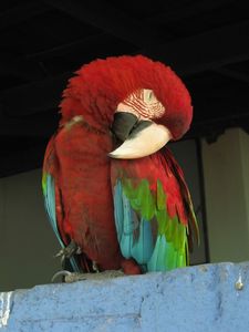 Sleepy macaw, Pantanal