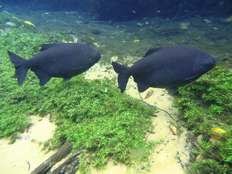 Two pacus in the Olho d'Agua river