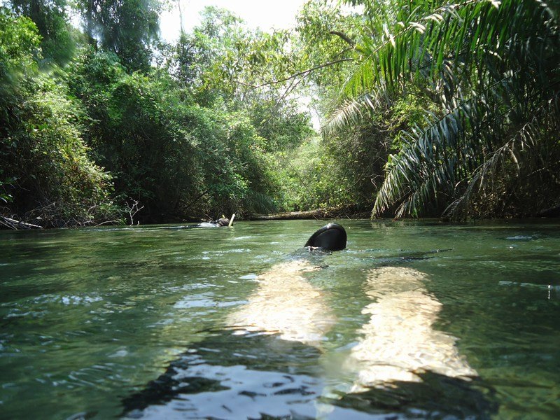 River snorkelling, Rio Olho d'Agua
