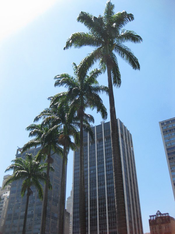 Skyscrapers and palm trees, São Paulo