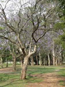 Purple ipé trees in flower, Ibirapuera park