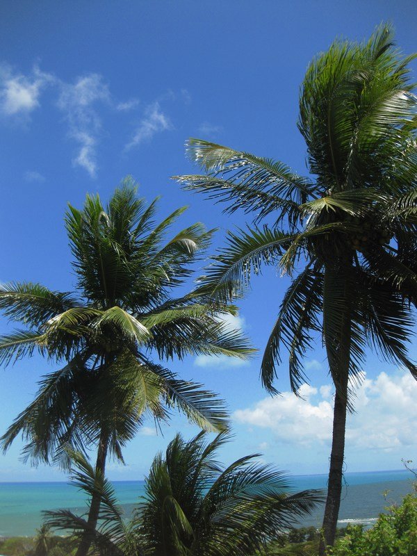 Palm trees, Atlantic Ocean...
