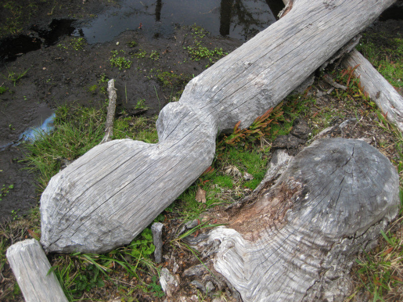 Damage caused by beavers on Isla Navarino