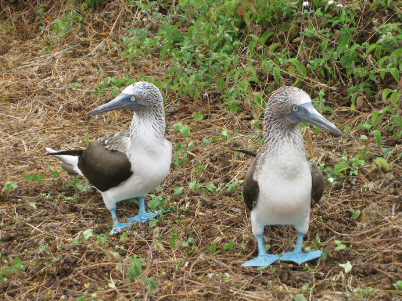 Blue-footed boobies, Isla de la Plata, Ecuador