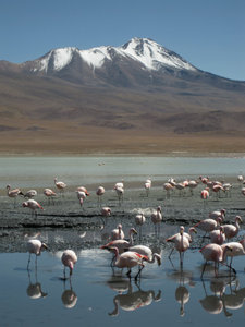 Altiplano, Bolivia